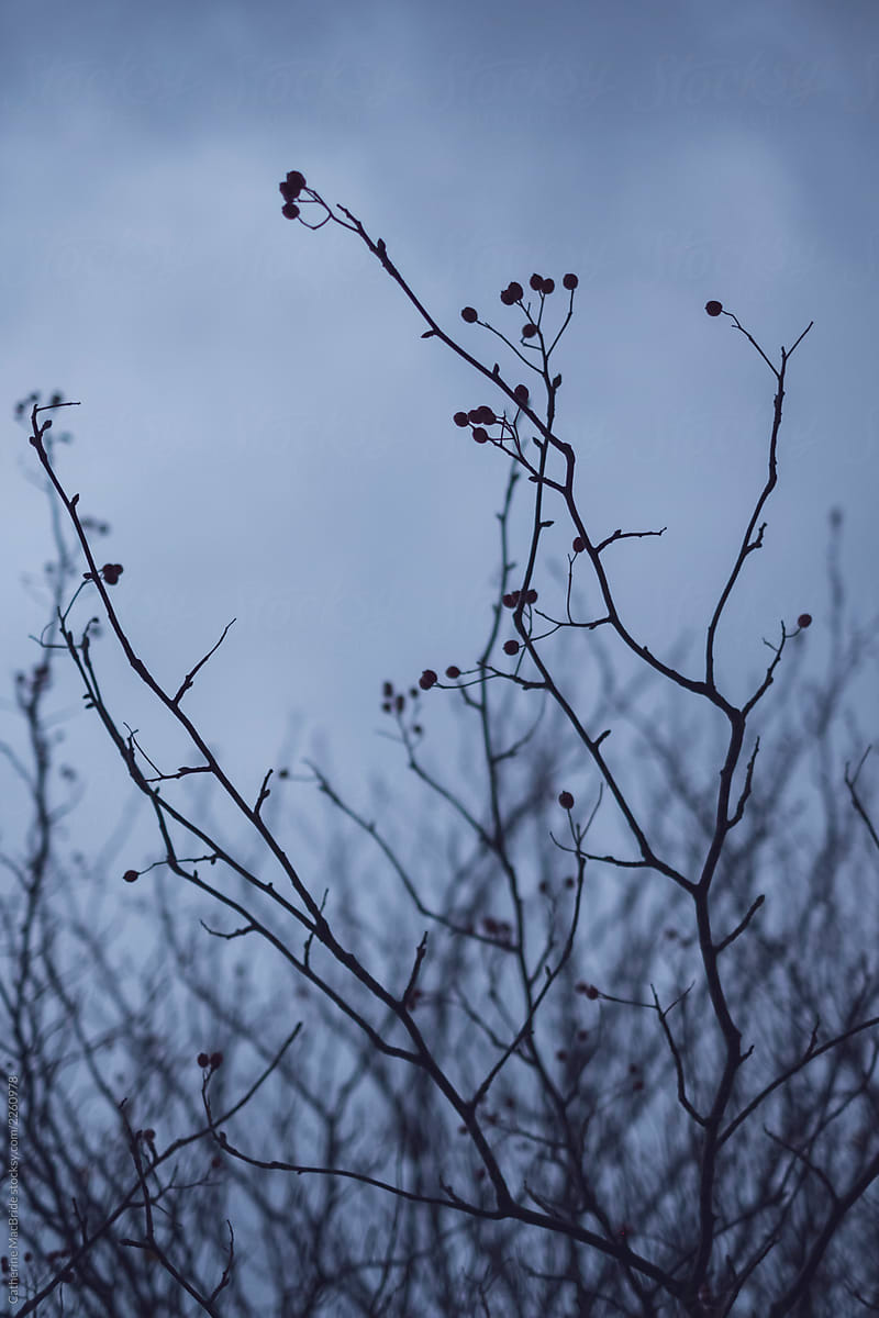 Bare Branches with Berries...