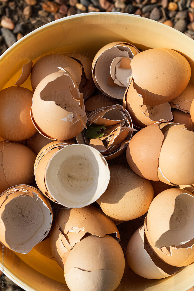 Closeup of a bucket filled with eggshells