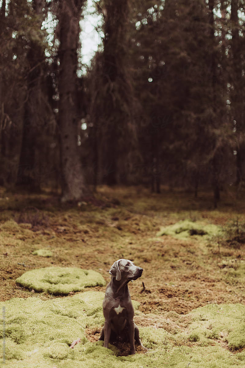 A dog in the forest