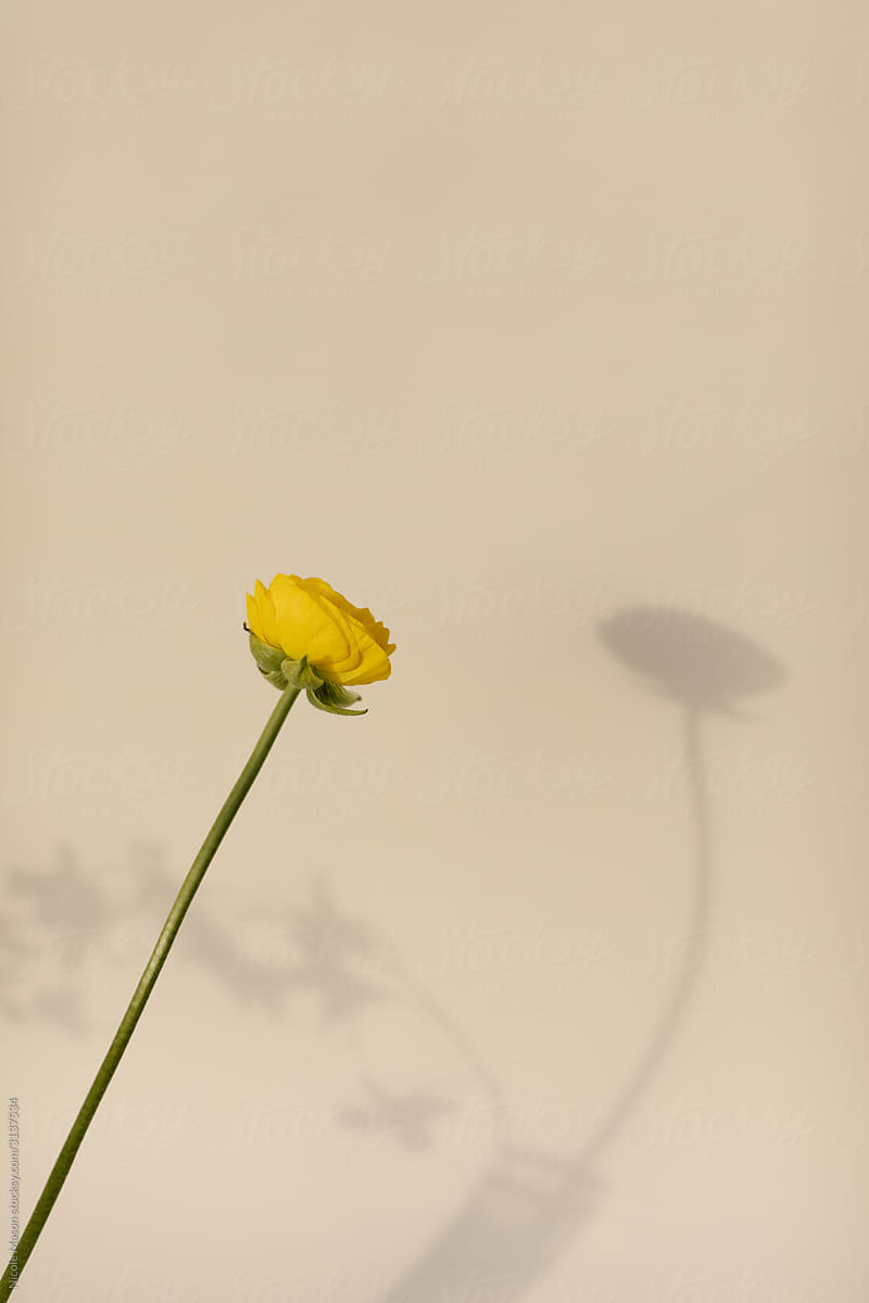 single yellow flower with long stem against cream background with soft shadow