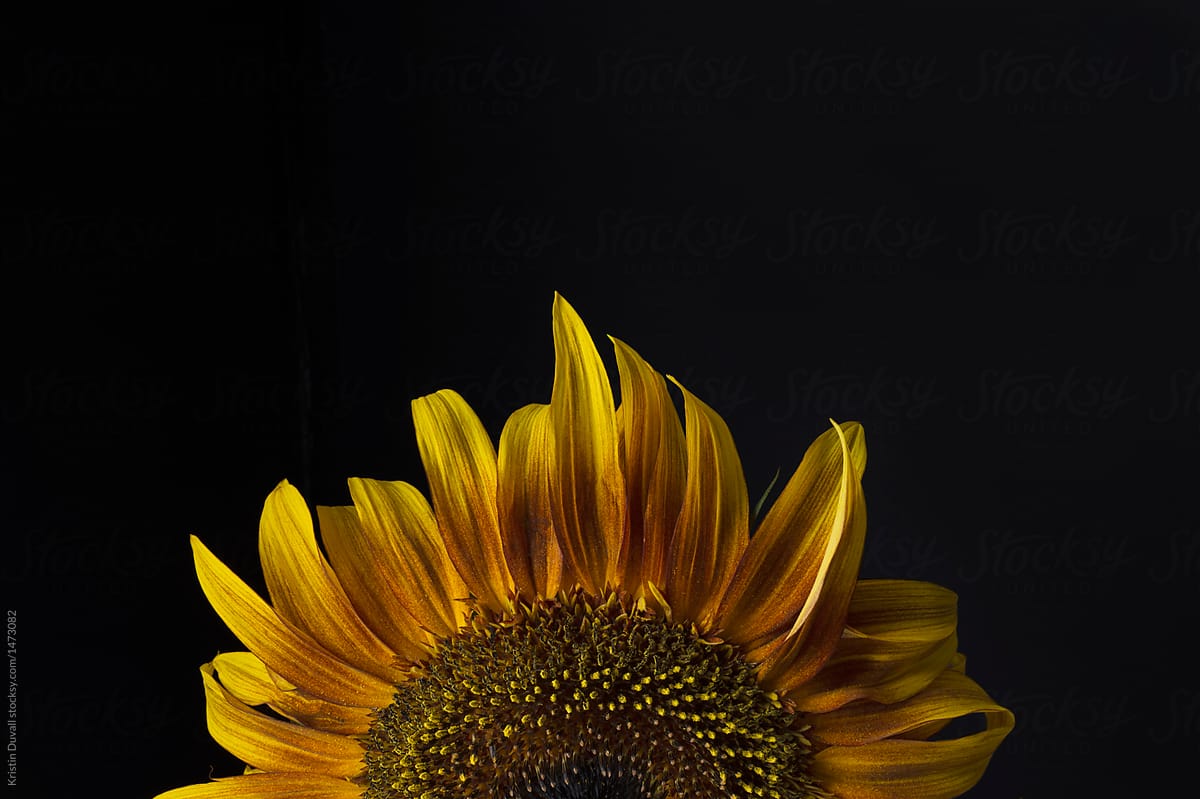Cropped sunflower on black