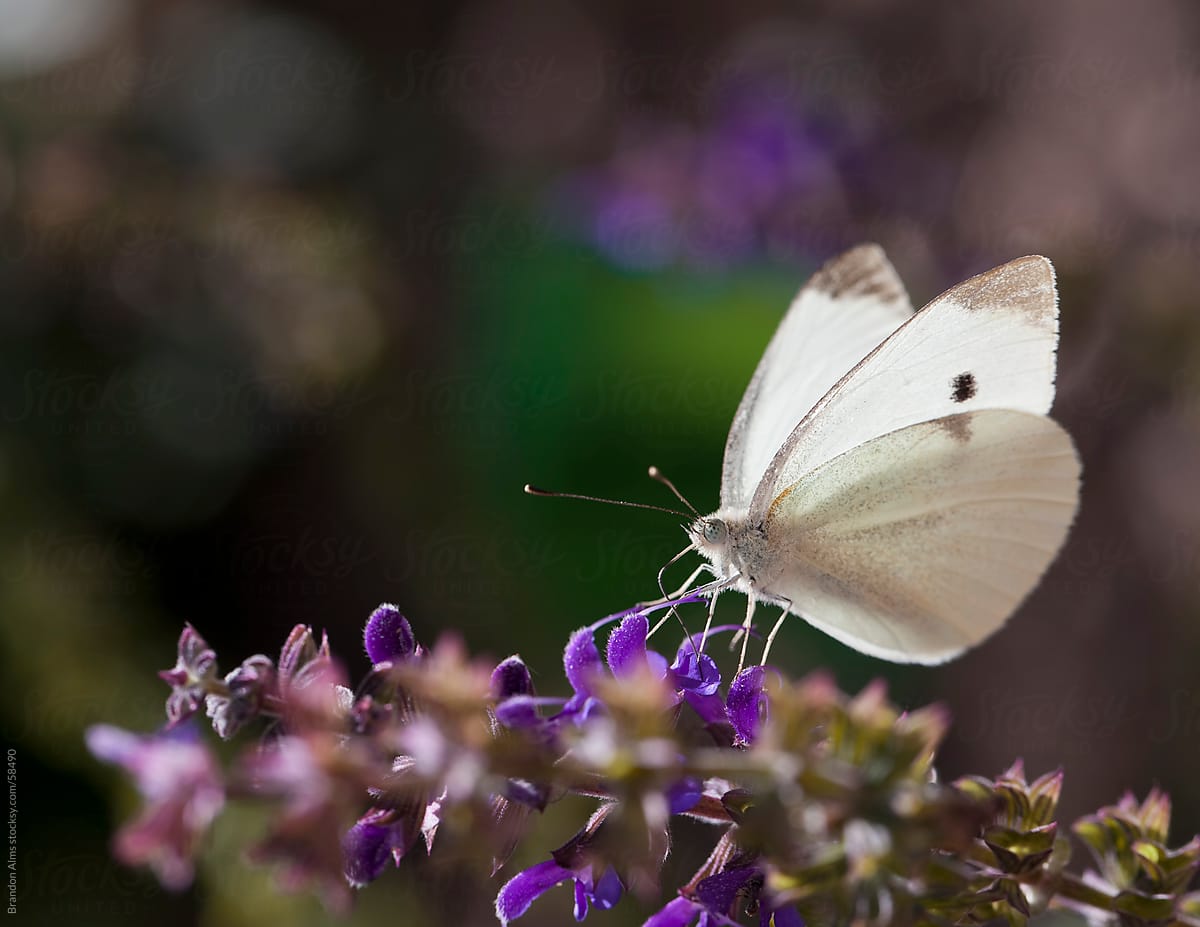 Cabbage White Butterfly Macro on Flowers