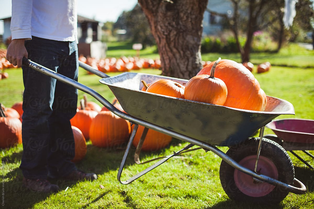 Man pushes wheelbarrow of pumpkins.