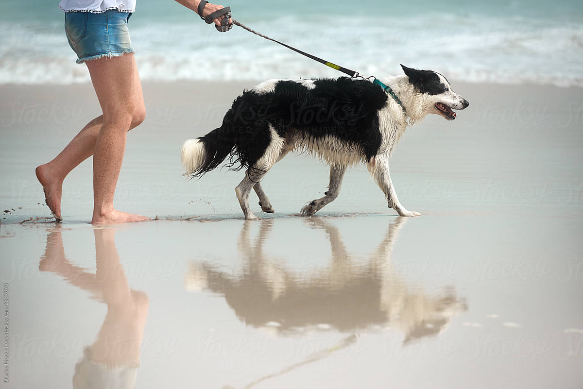Dog beach walk