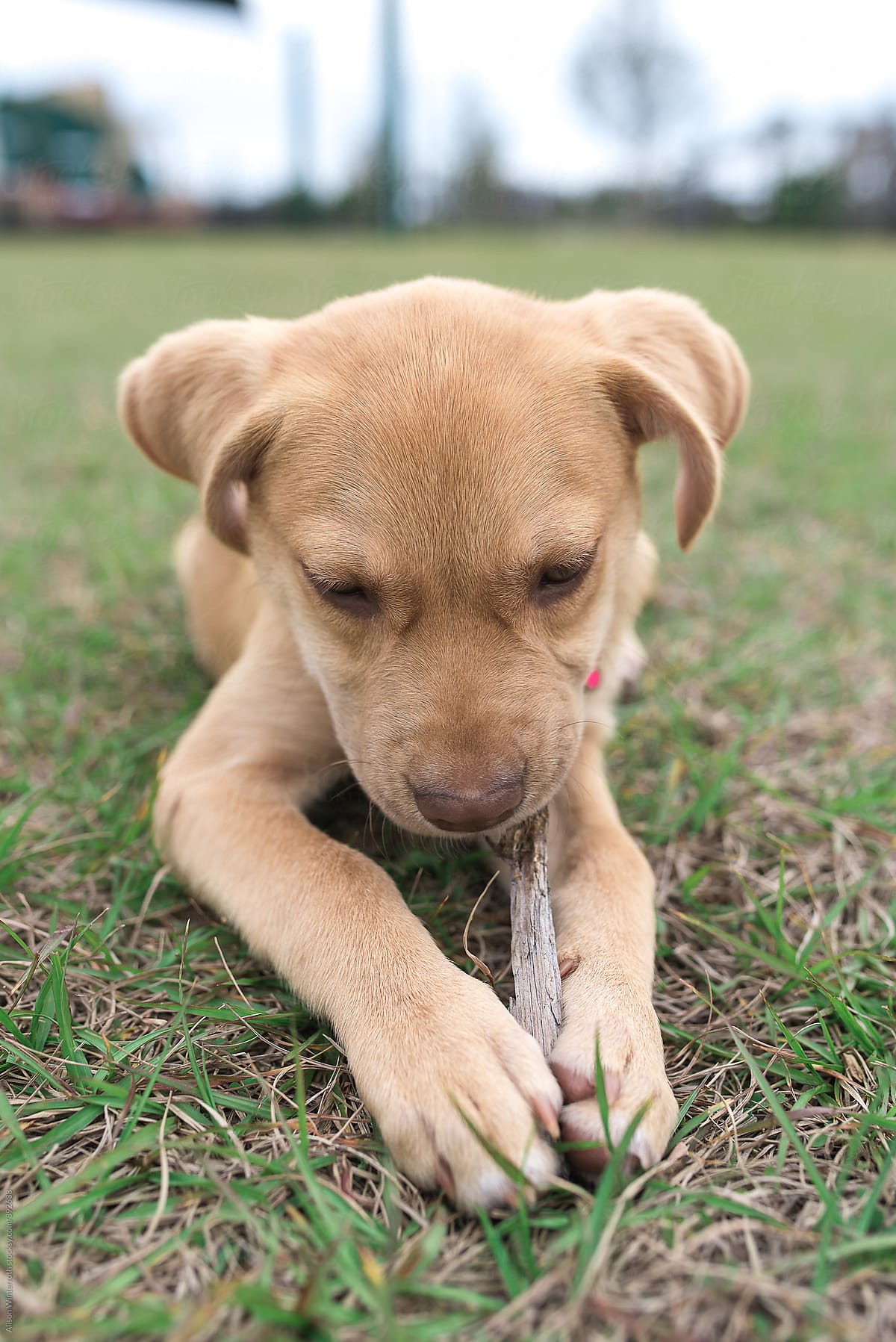 A Puppy Chewing Intently On A Stick