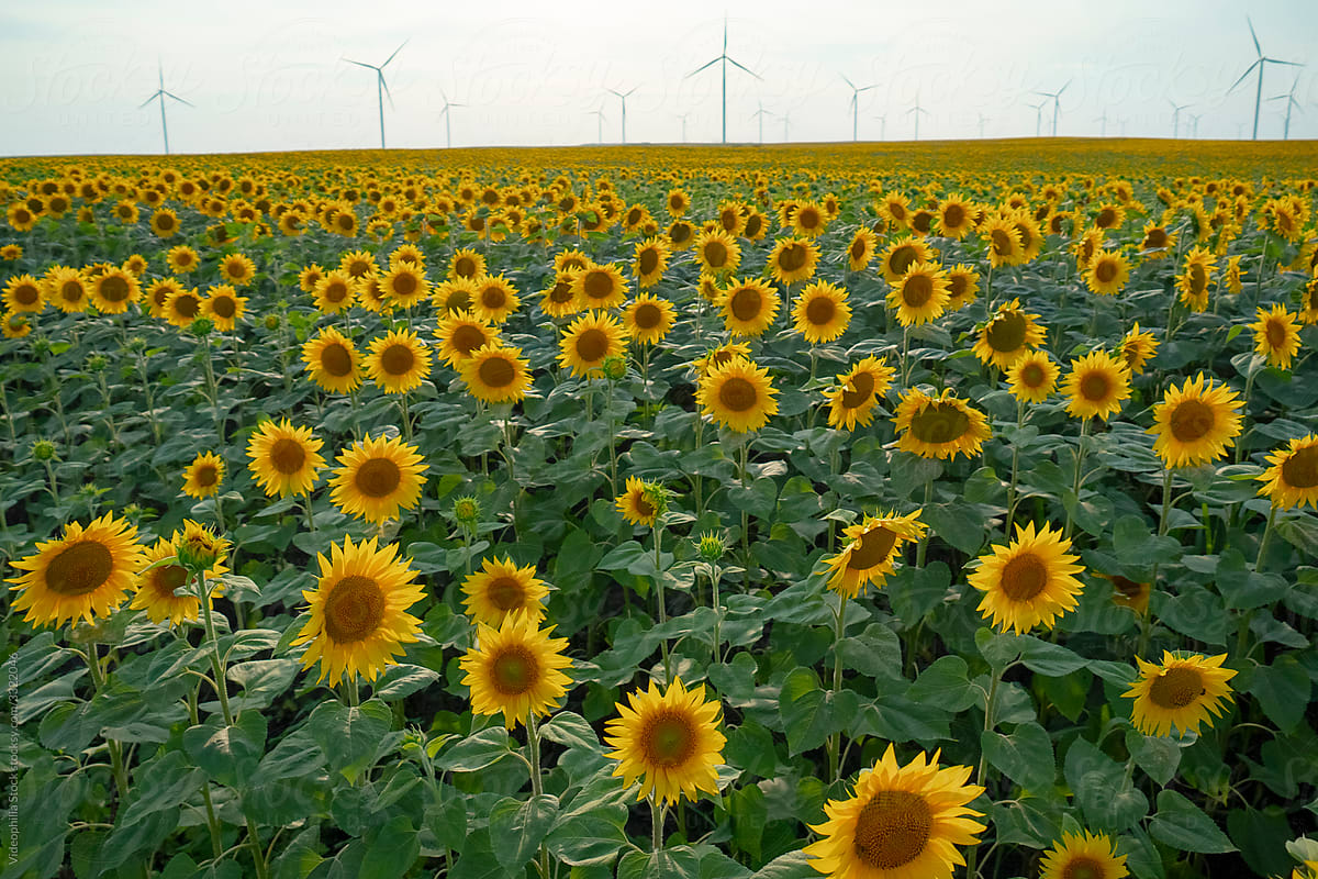 Windmill farm in a sunflowers field