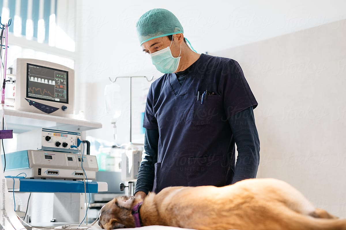 Veterinarian man providing surgery for dog