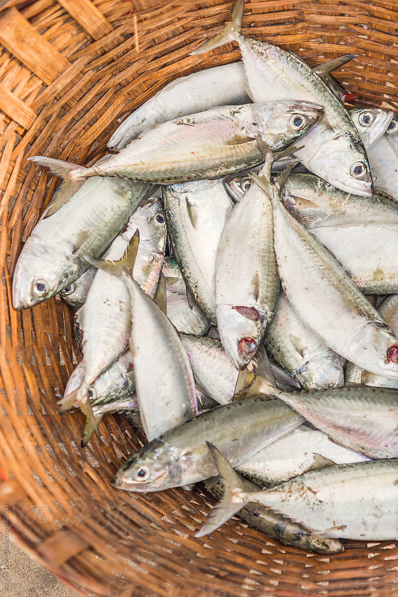 A basket full of freshly caught fish