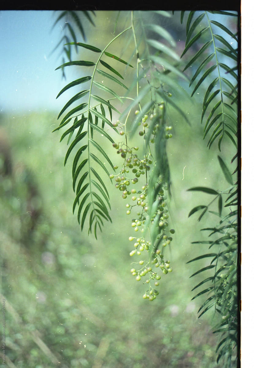 Plant with Seed Pods