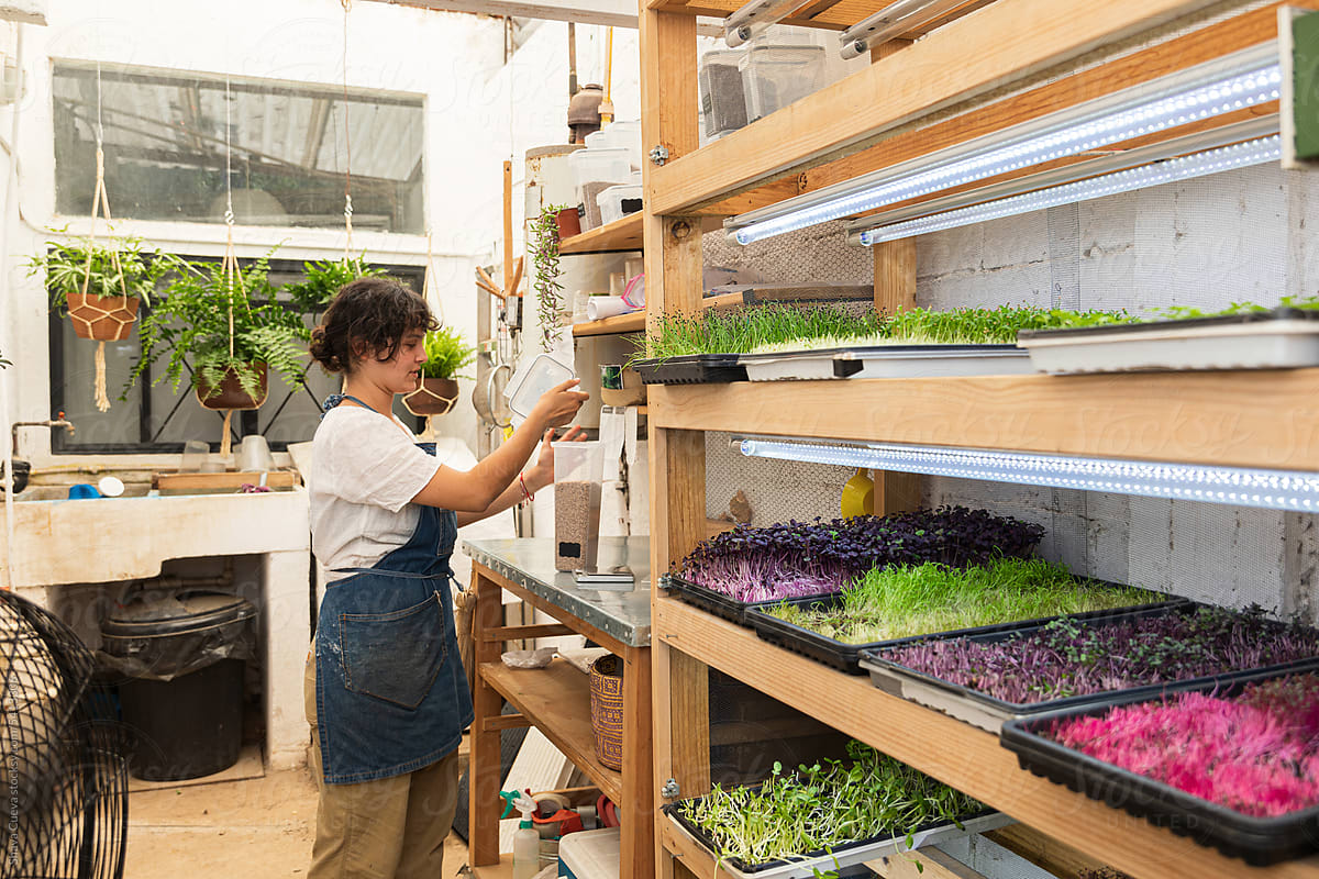 A woman fills a seed container inside an urban microgreen farm
