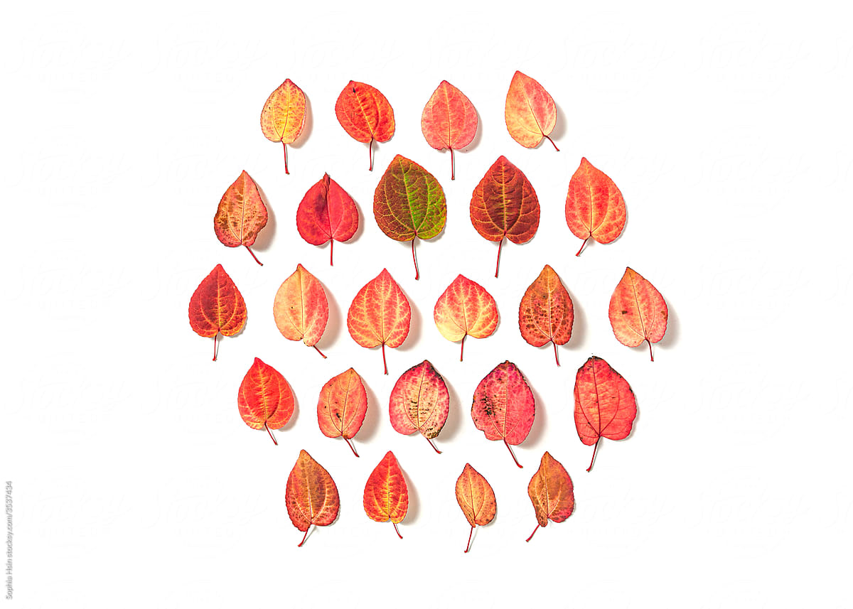 Red and orange fall leaves on white background