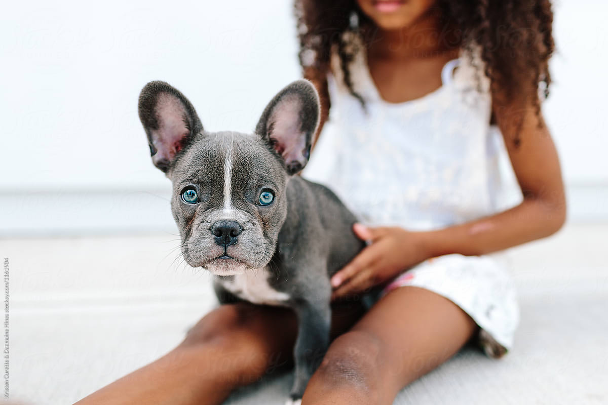 A little girl holding a french bulldog puppy
