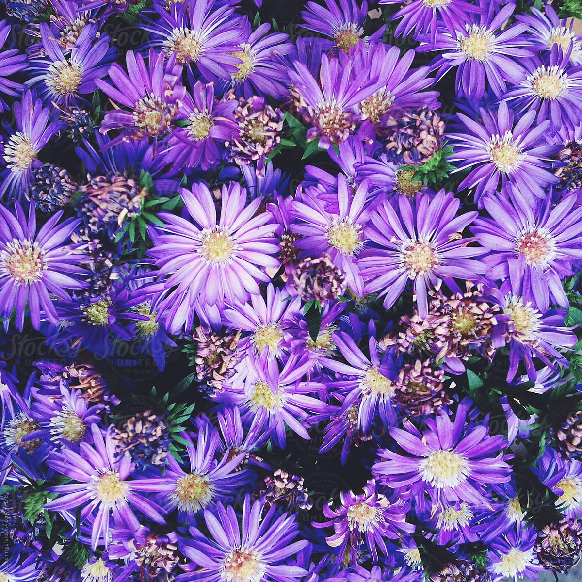 A bunch of fresh purple flowers