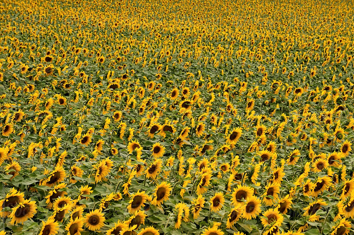 Sunflowers, Loire, France