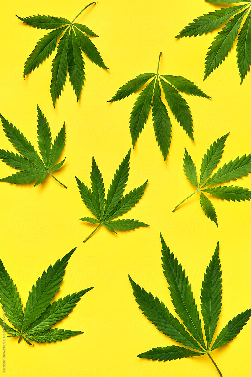 Big marijuana plant leaves