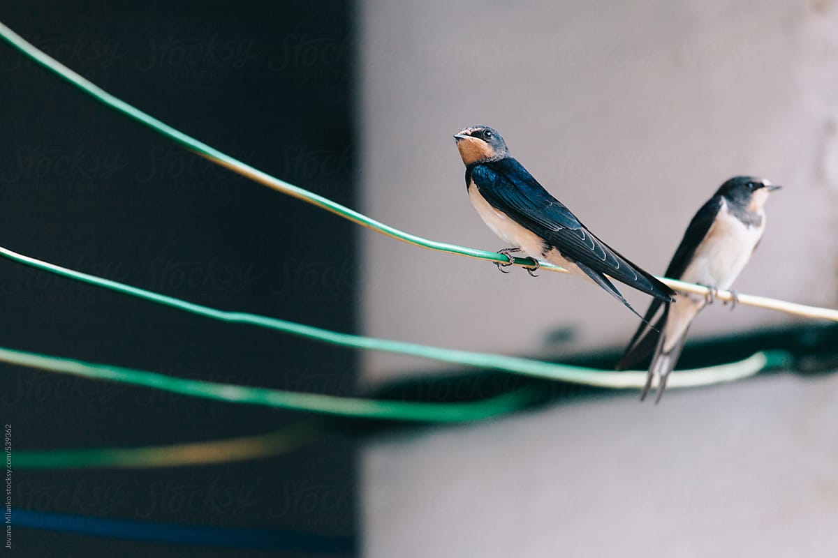 City swallow sitting on a clothes wire
