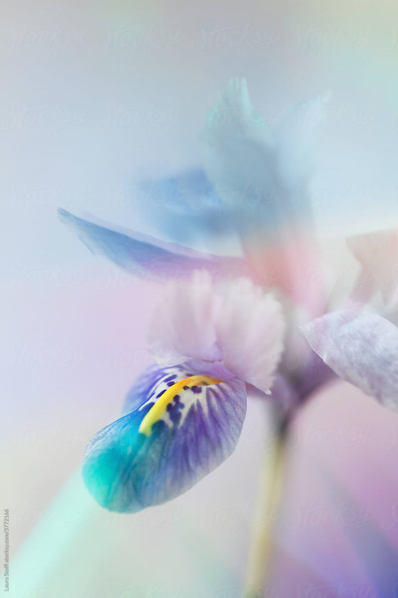Iridescent iris still life
