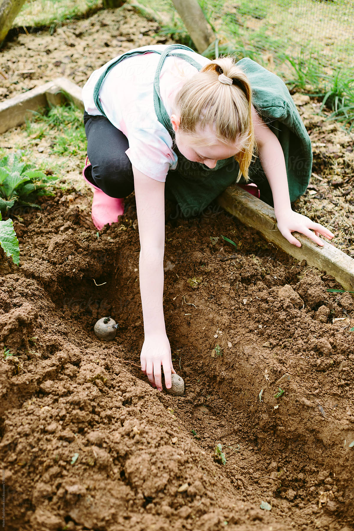 Pre Teen Girl Planting Potatoes By Stocksy Contributor Helen