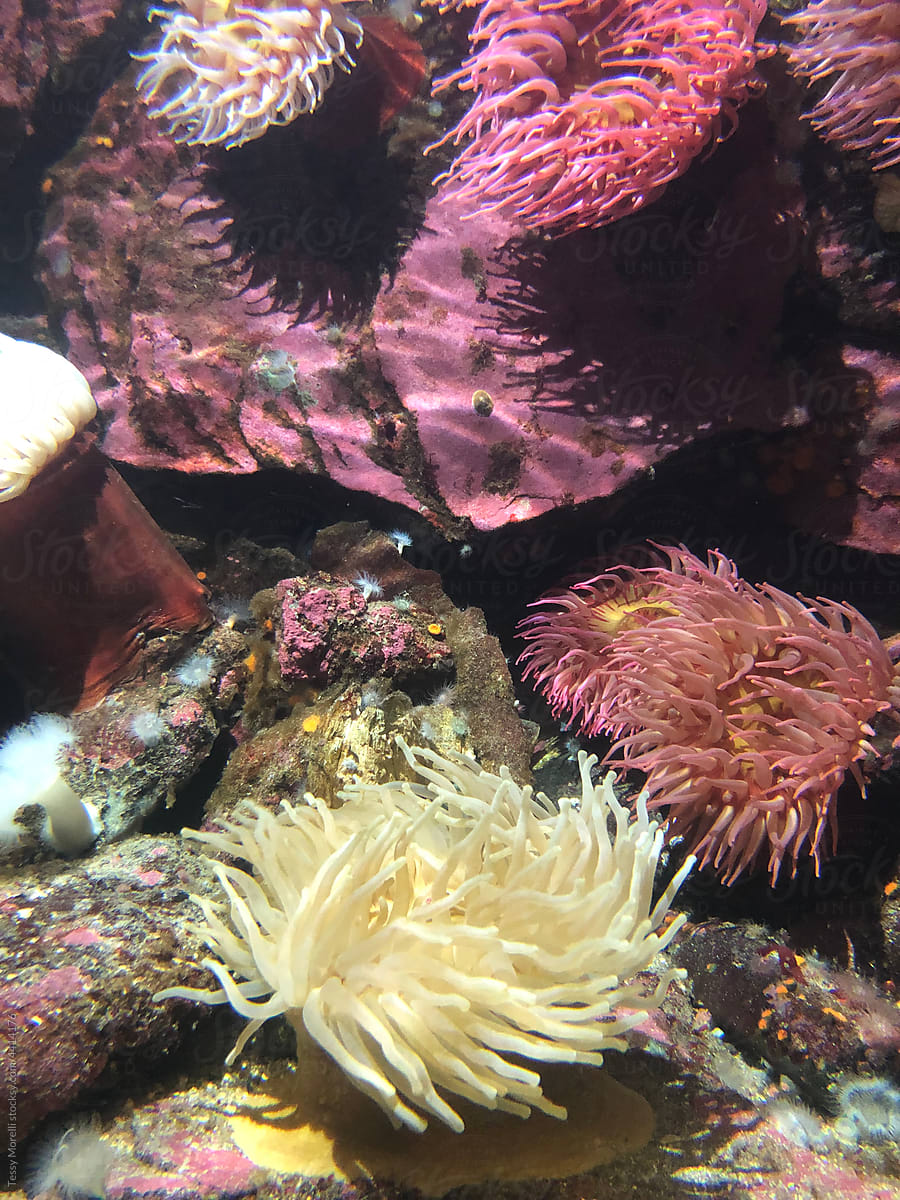 UGC pastel underwater ecosystem