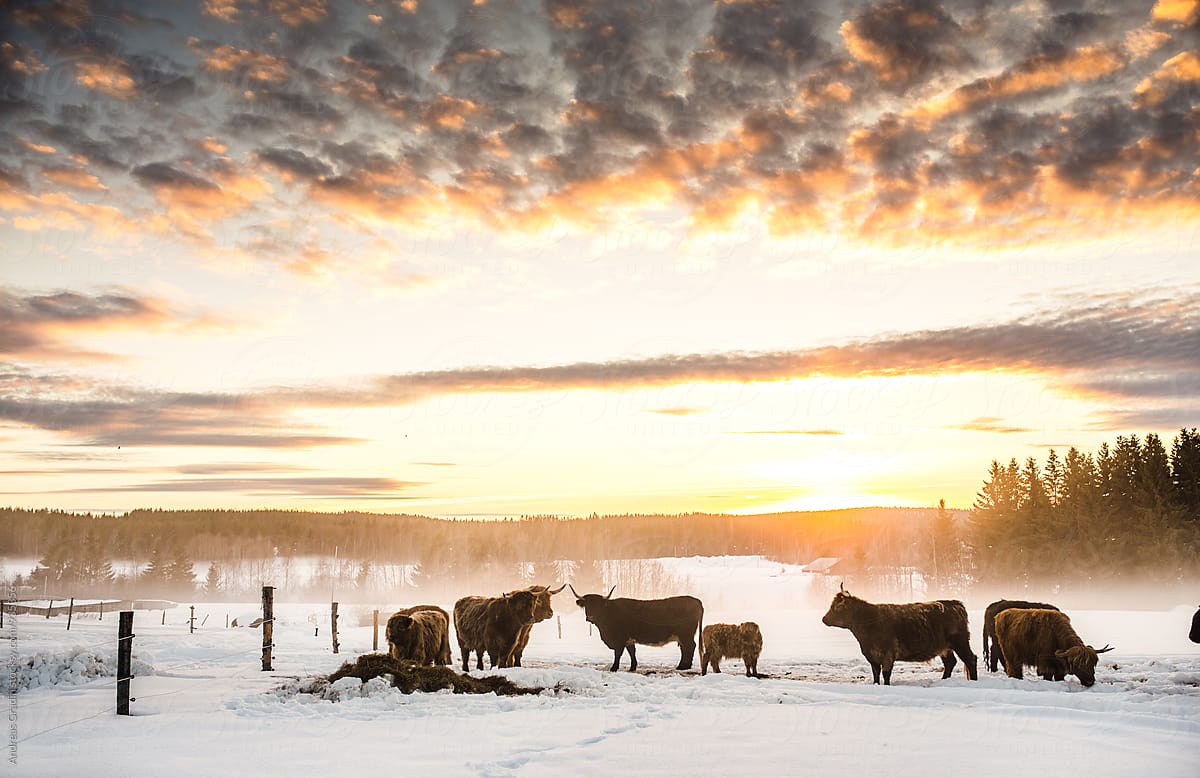 higland cattle in a winter sunset scenery
