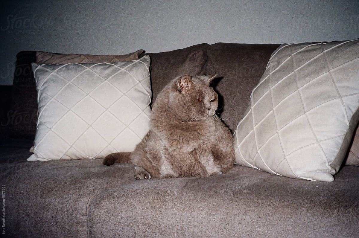 Fluffy British Cat Resting on Gray Sofa.