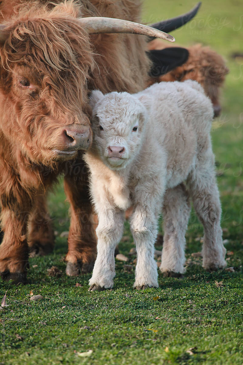 Scottish Highland Cow Stands Next To Young Calf by Stocksy Contributor  Tana Teel - Stocksy