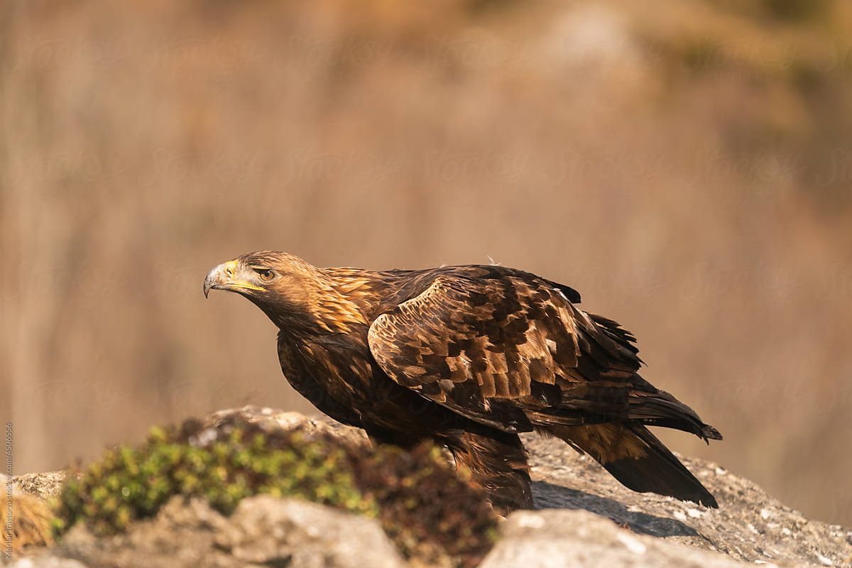 Stalking Golden Eagle