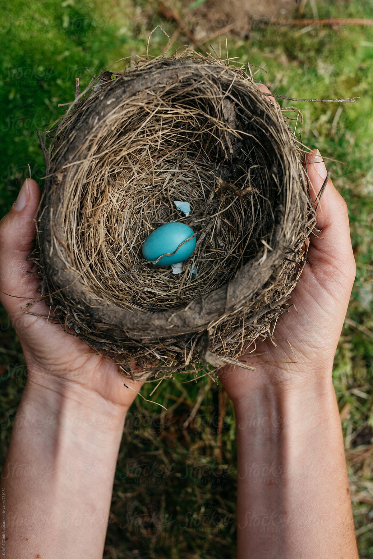 Single robin egg in a nest