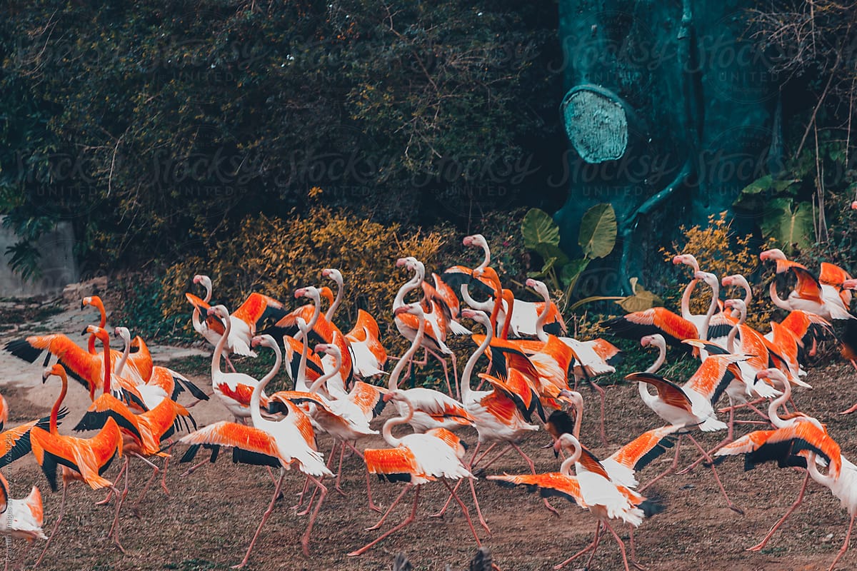 flamingos dancing