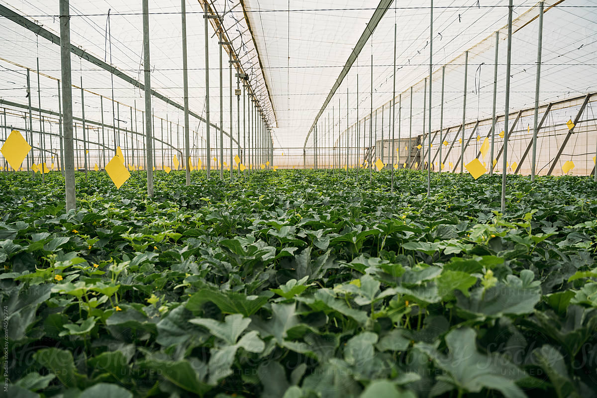 Watermelon plantation in modern hothouse in daytime