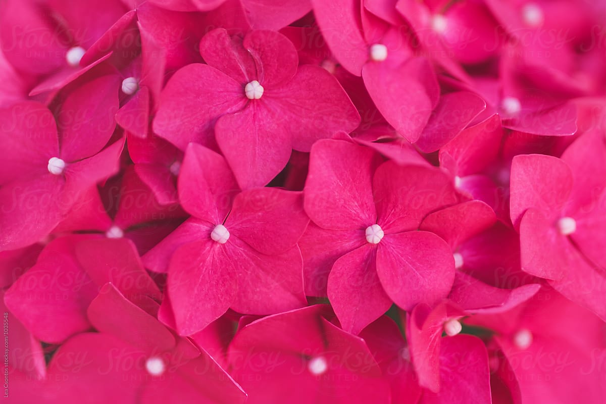 Pink  hydrangea closeup