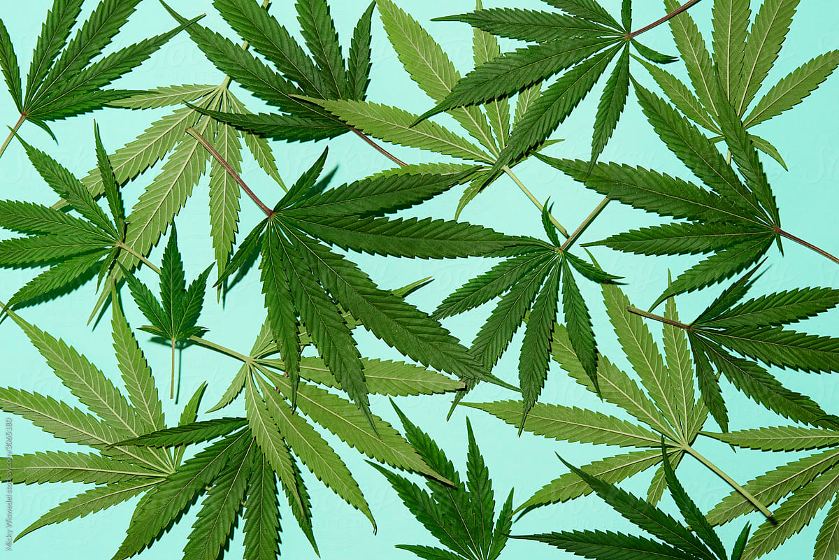 Cannabis leaves on blue
