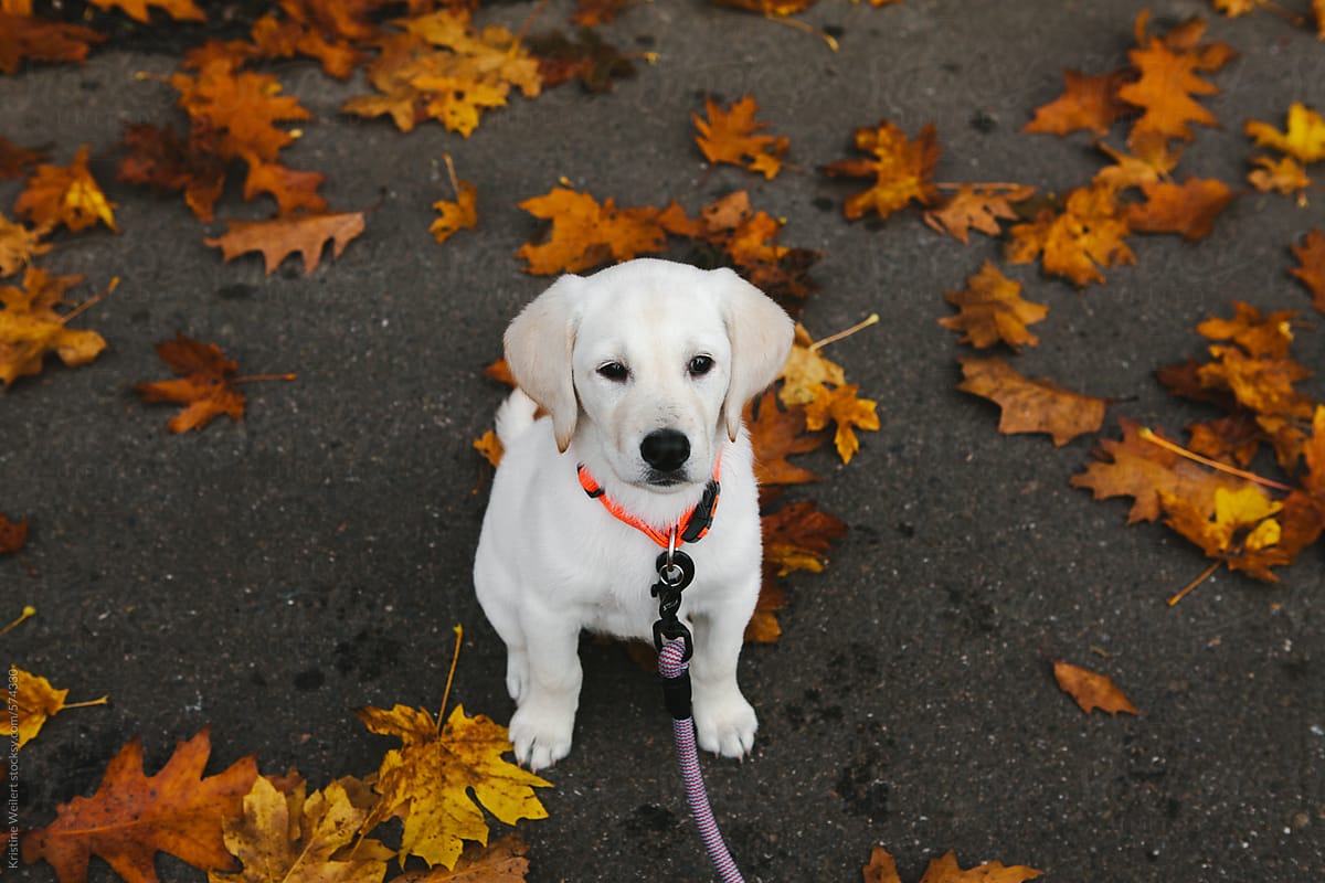 Small white lab puppy standing in yellow fall leaves looking up at camera