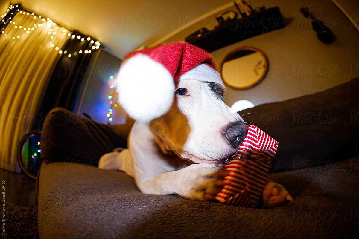 Joyful Dog Received Gift New Year And Christmas