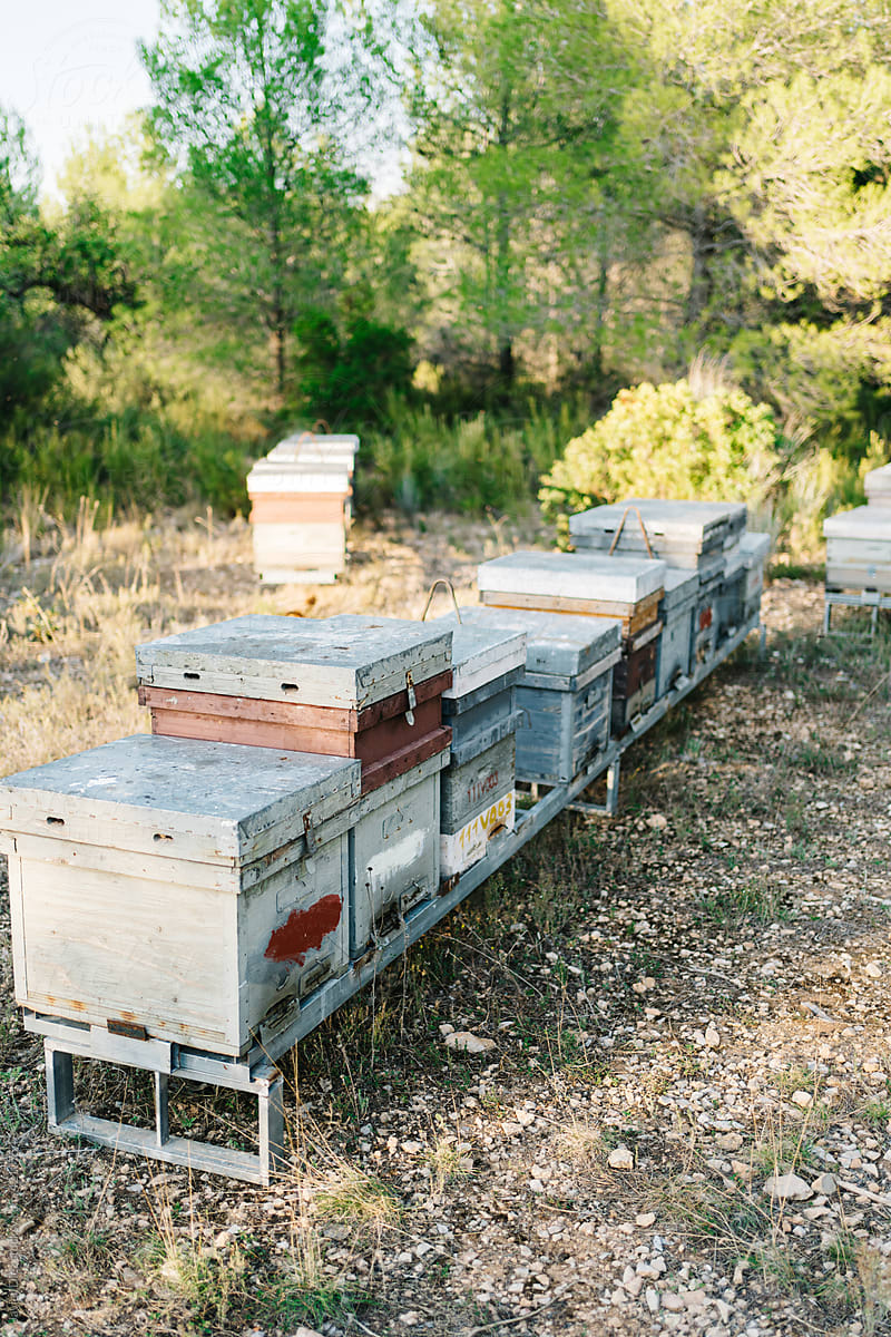 Beehives on apiary in summer