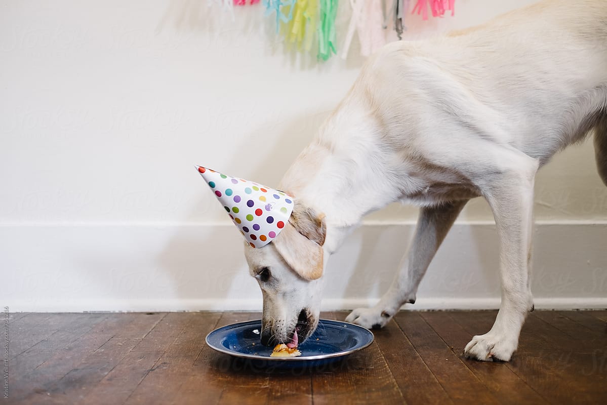 A white dog celebrating their birthday eating pie