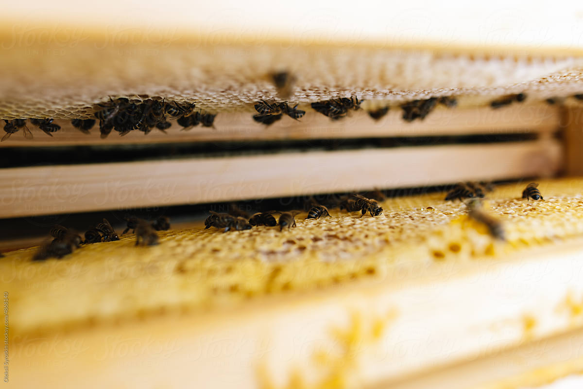Honeycomb swarm honeybee hive