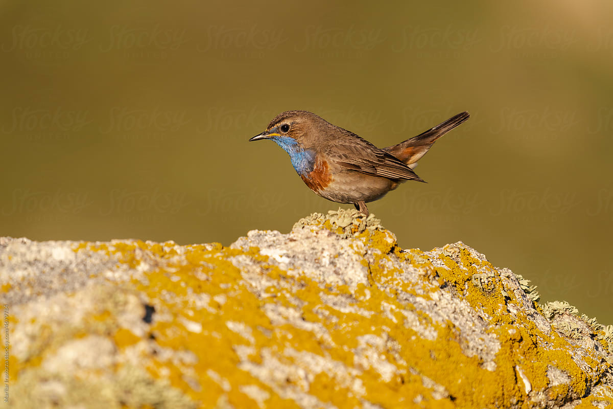 Male Bluethroat Perched On Rock In Mountains