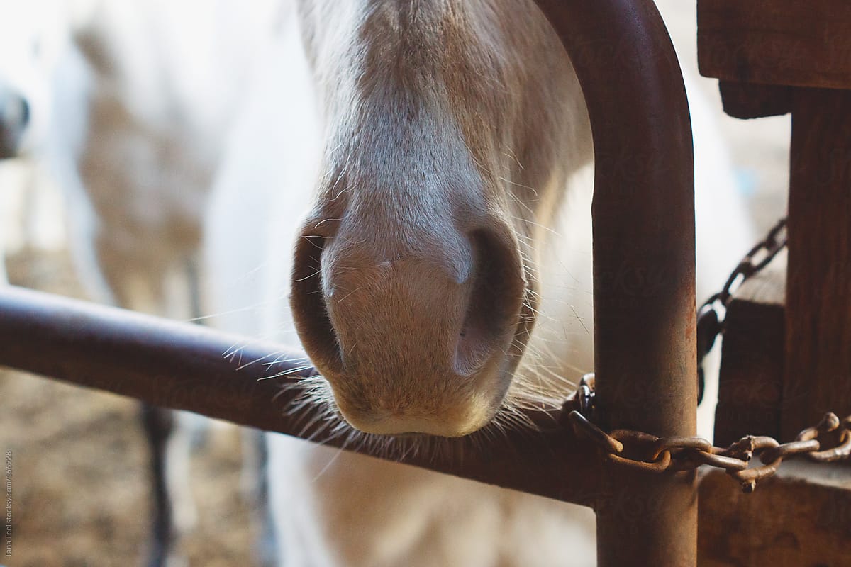 A palomino colt sticks his nose through a gate
