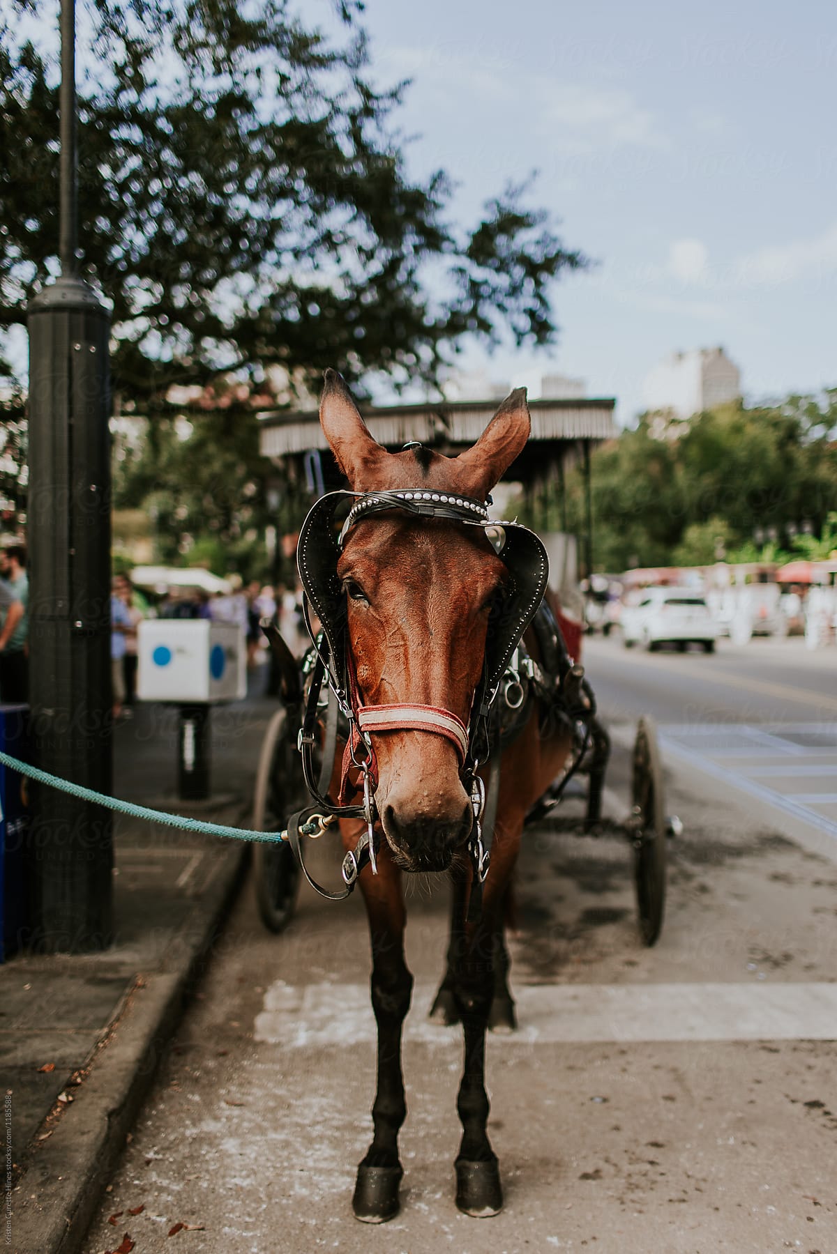 Horse carriage parked in New Orleans, Louisiana