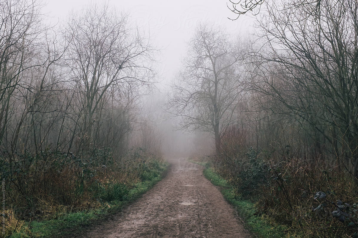 Forest path in fog