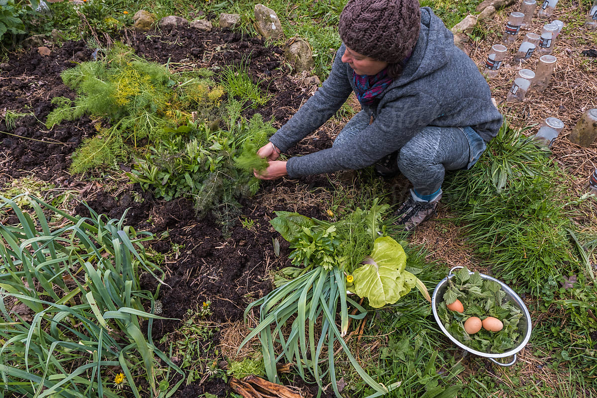 a woman is harvesting eggs and vegetables in vegetable garden