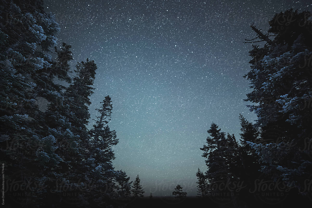 Dark Cold Forest With Starry Sky above