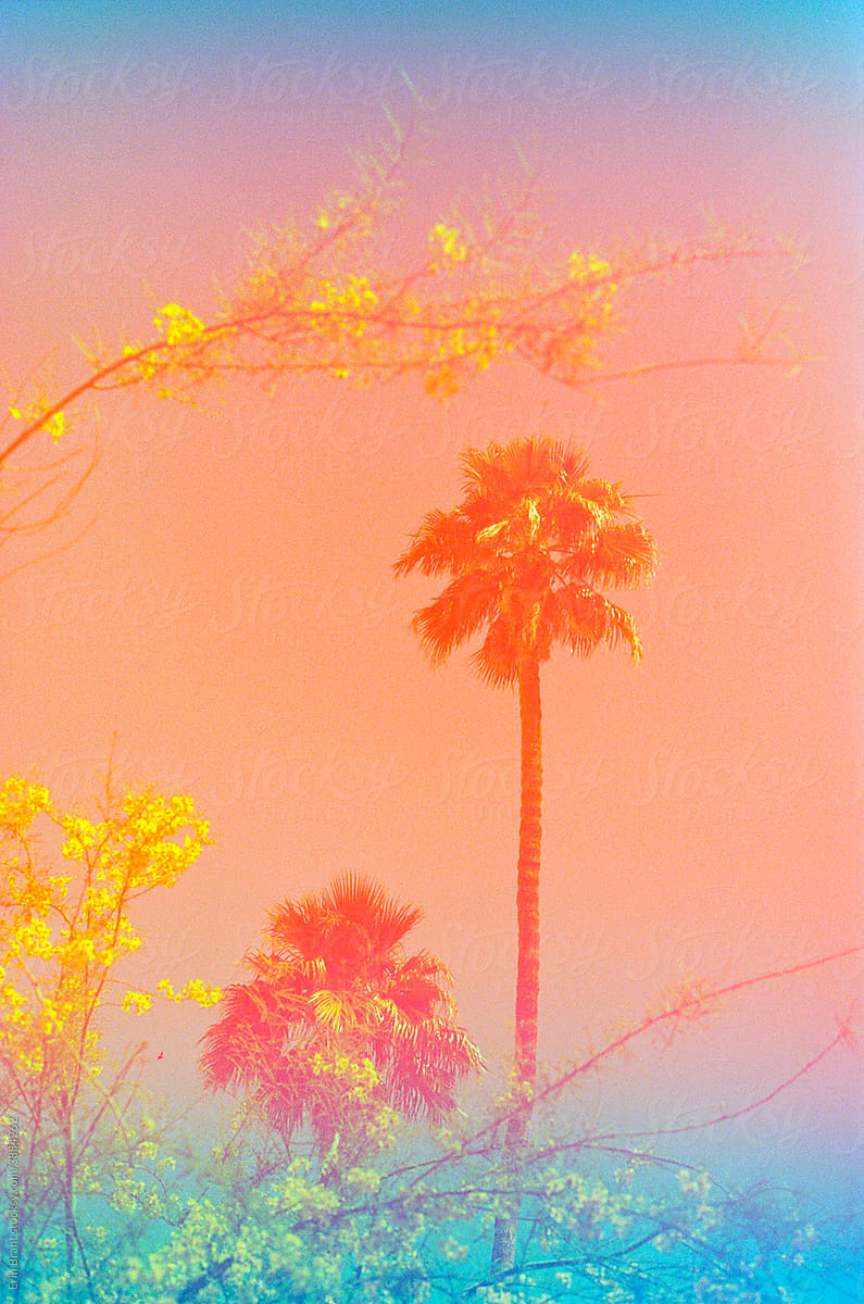Double exposure of yellow flowers and palms