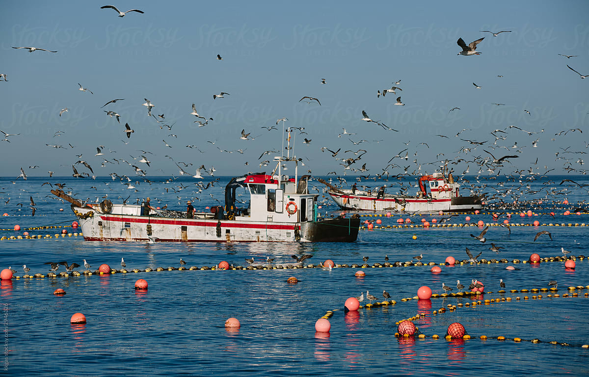 Fishing boats feeding Tuna
