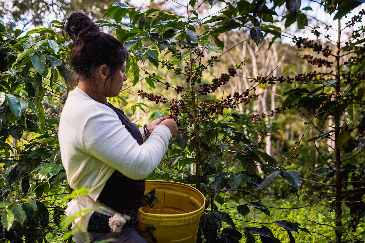 Female Harvesting coffee berries