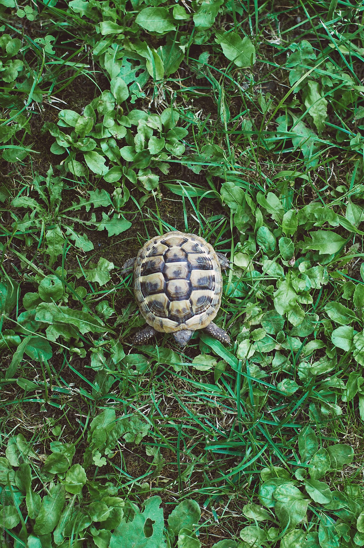Above shot of small turtle in grass