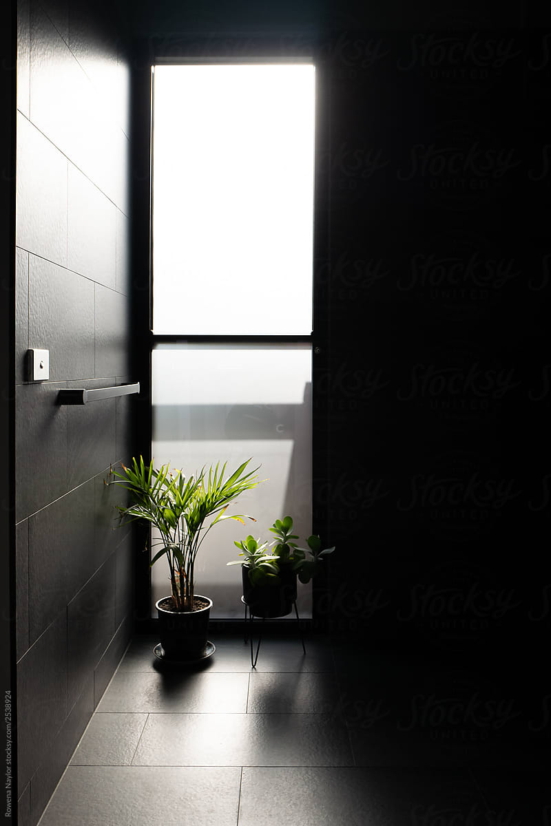 House plants as decor in dark styled bathroom