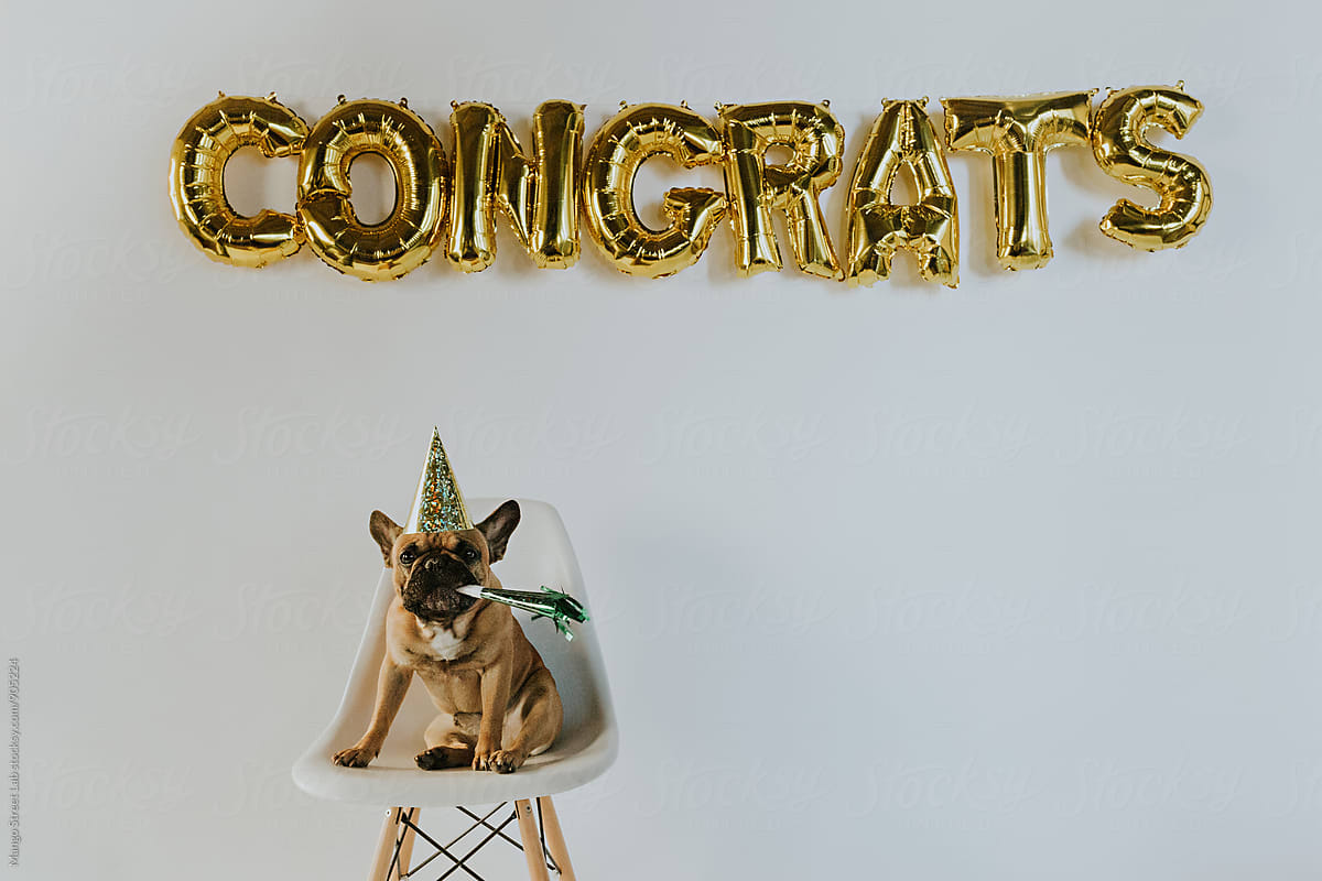 Gold Congrats Balloon Letters and a French Bulldog Puppy Wearing a Party Hat