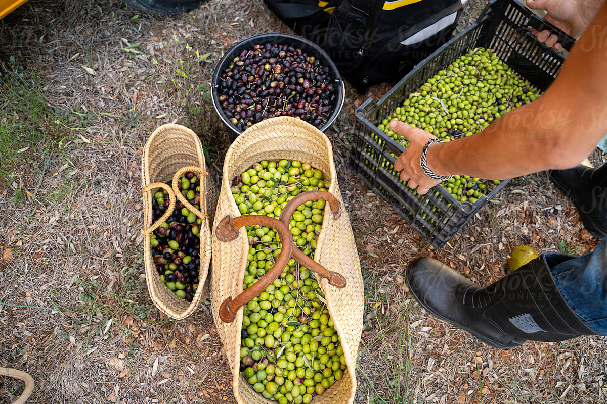 collecting olives at farm